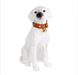 White dog wearing a brown leather collar with gold bells on a white background