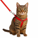 Cat wearing a red harness and leash on a white background