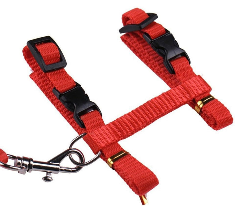 Red dog harness with black buckles and gold hardware on a white background